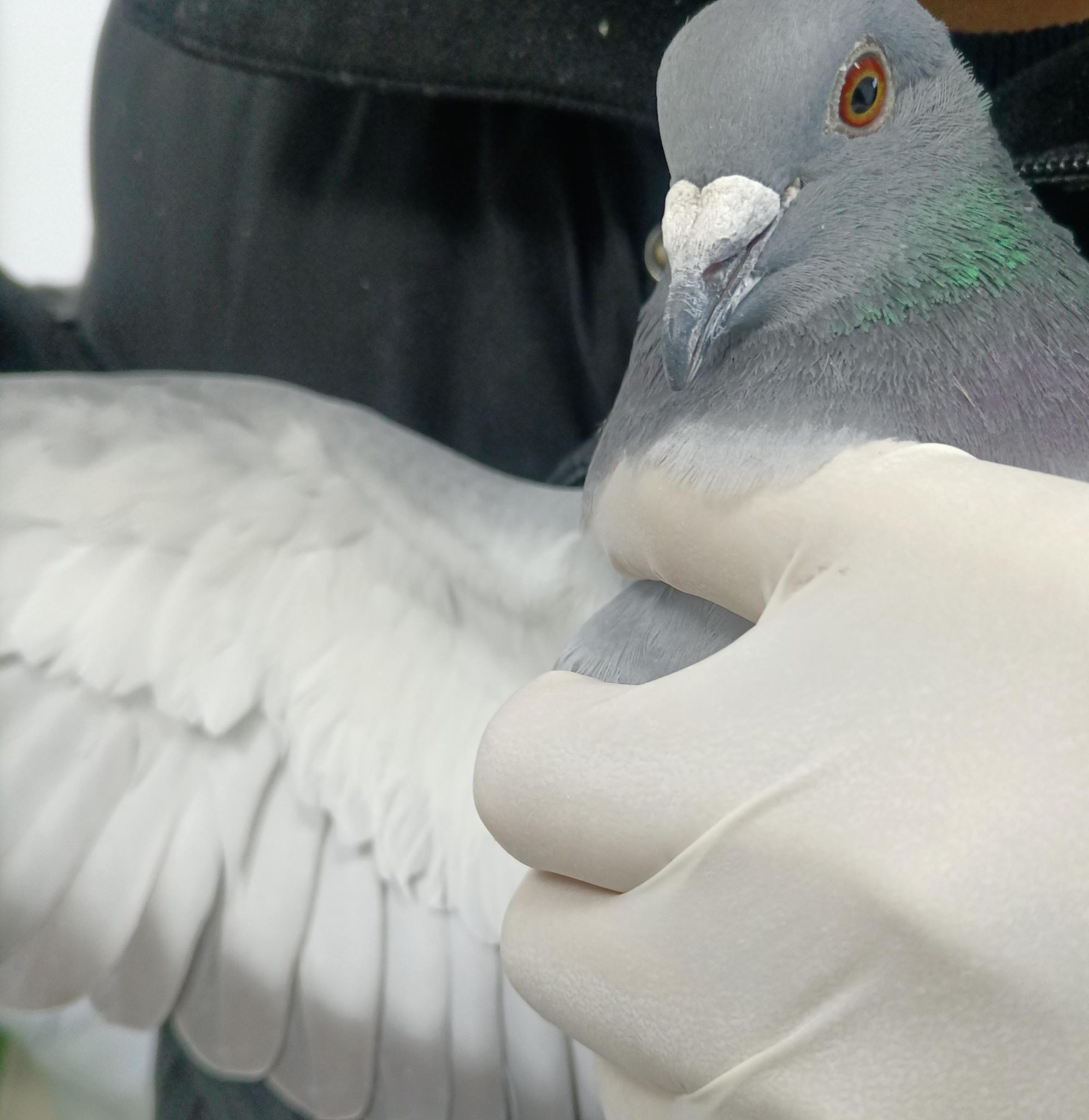 Muestras de palomas de carreras