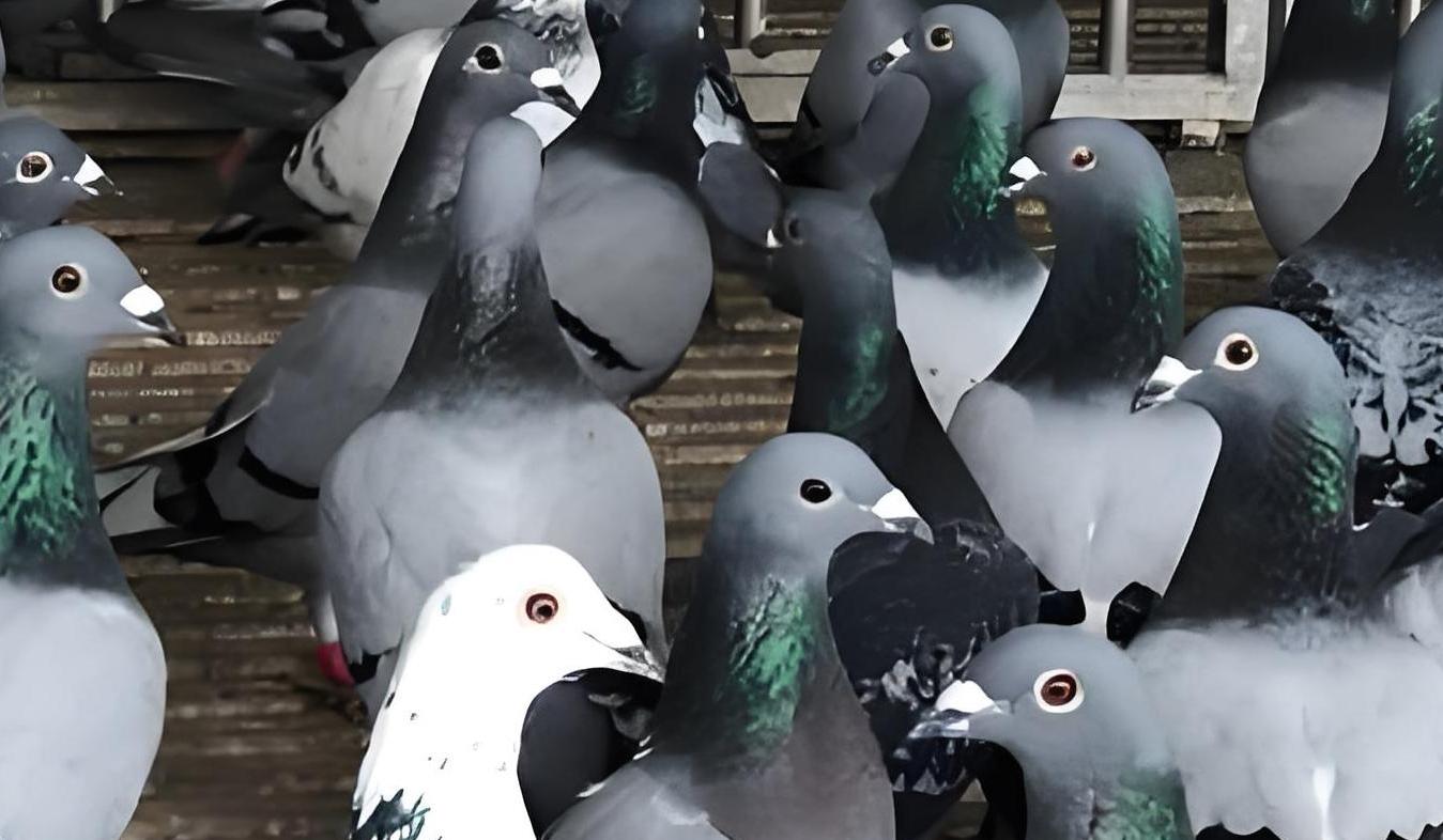Racing Pigeon Performance DNA Testing Lab Pigeon DNA Testing